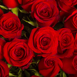 mazzo di rose rosse idee regalo anniversario per lei 