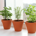 Semi erbe aromatiche idea regalo donna mamma 