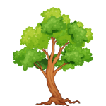 Pianta albero idea regalo donna moglie ecologista