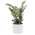 pianta da interni idea regalo donna 