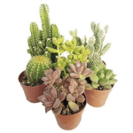 mix mini piante